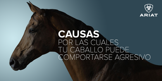 CAUSAS POR LAS CUALES TU CABALLO PUEDE COMPORTARSE AGRESIVO