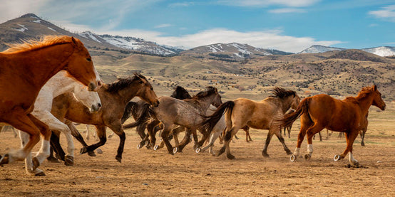 Apasionado de la cirugía, La veterinaria y la enseñanza